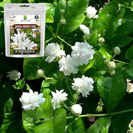 Sovata® Mogra Growth Food Powerful Organic Fertilizer for fast growth and heavy flowering of Mogra Plant. (400 gm)