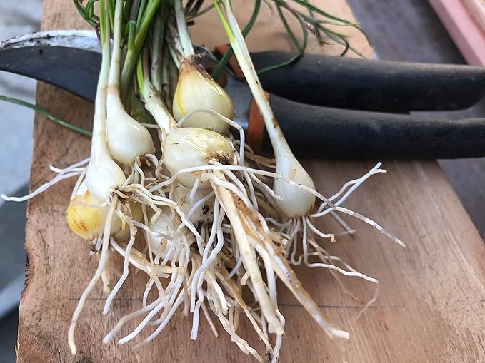 10 Starter Plants of Perennial Rakkyo Onion Allium chinense (Bare Root)