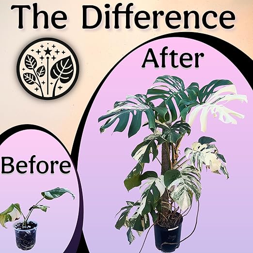 Organic Liquid Indoor Plant Food Houseplant Tropical &amp All-Purpose Indoor Plant Fertilizer Organic Liquid Fertilizer 5-5-5 with Sea Kelp 16oz Treats 110 Gallons