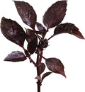 edn SmallGarden Purple Basil SeedPods - 10 Pack