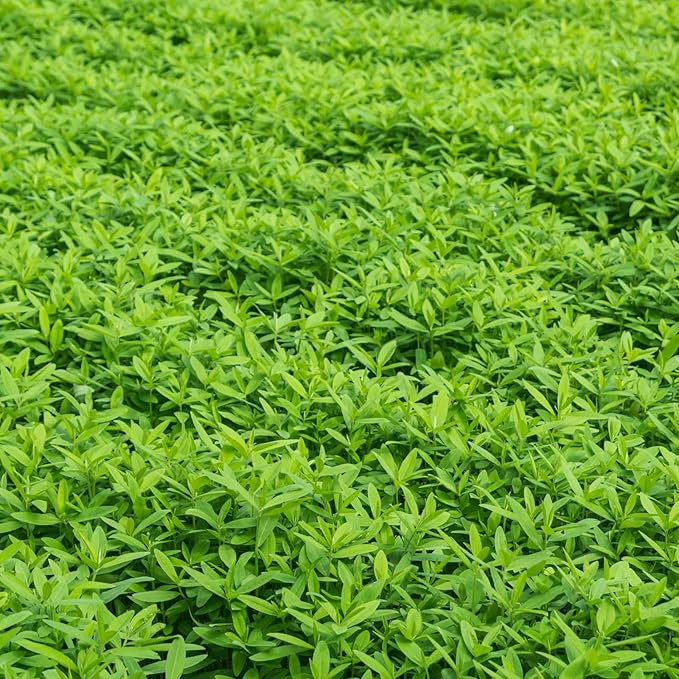 No-Till Farm and Garden Cover Crop Mix Seeds - 25 Lbs Bulk - Blend of Gardening Cover Crop Seeds: Hairy Vetch Daikon Radish Forage Collards Triticale More