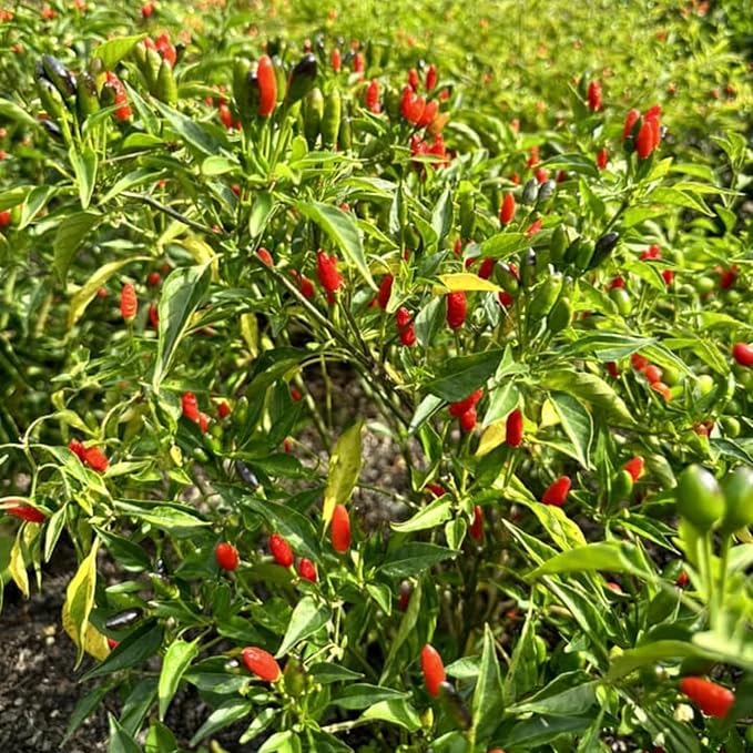 Pequin Peppers Plants 4 to 6 Inch Tall Pequin Chili Pepper Plant in 4 Pot Pepper Live Plants Vegetables Pepper Seedlings