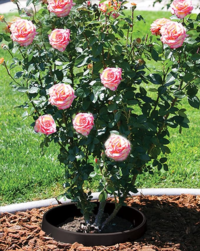 3 Pack of 24 inch Planting Rings (Open/Close Latch)– Tree &amp Shrub Watering Basins | Landscape Edging &amp Water Retention | Protects Trees Prevents Erosion Separates Rock Mulch &amp Grass | M