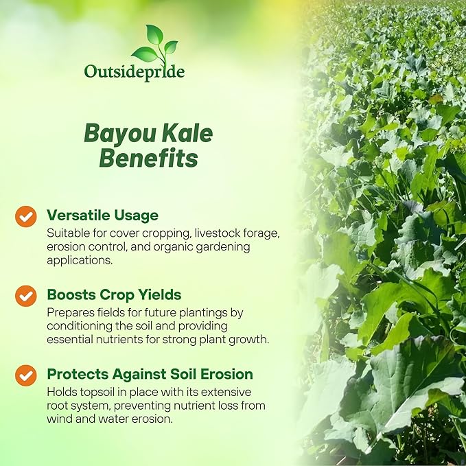 Outsidepride Bayou Kale Seeds - 50 lb. Annual Versatile &amp Cold-Tolerant Cover Crop Seeds for Planting Large Resilient Foliage for Livestock Grazing Erosion Control &amp Easy Growth