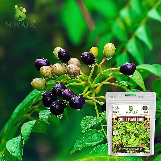 Sovata® Curry Plant Food Powerful Organic Fertilizer for Overall Healthy Growth of Curry Plants. (900 gm)