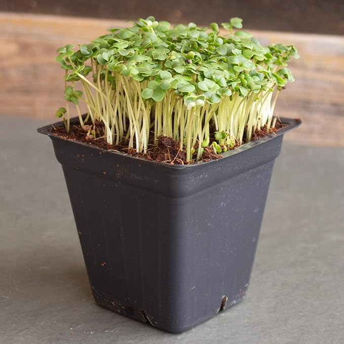 Broccoli Microgreens Seeds - 1 Lb ~16000 Seeds - High Germination Premium Seed for Growing Broccoli Micro Greens - Non-GMO