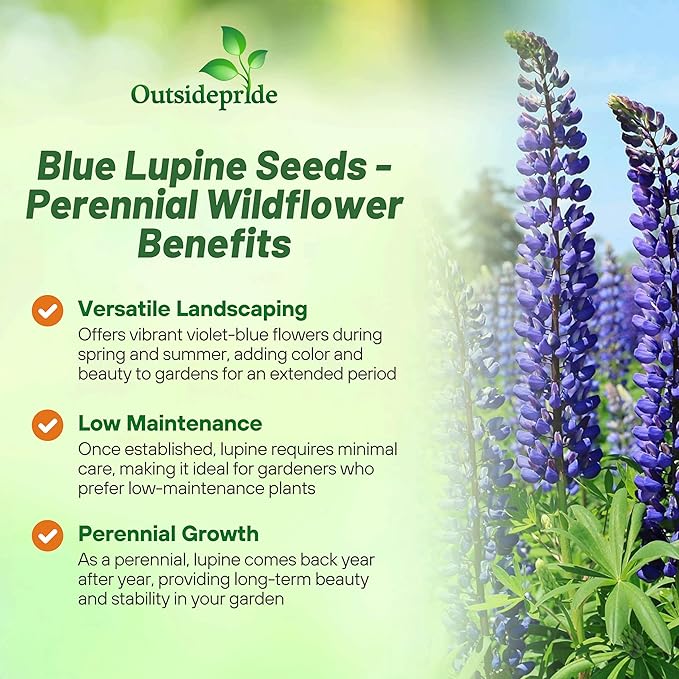 Outsidepride Wild Blue Perennial Lupine Seeds - 5 Lbs. Self-Sowing Cold Hardy &amp Frost Tolerant Wildflower Seeds for Fall Planting Ideal for Attracting Pollinators &amp Hummingbirds