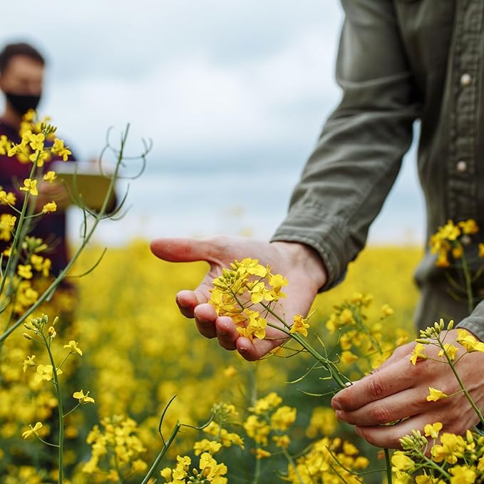 Spring Rapeseed Canola 25 Lb ~5360000 Seeds – Brassica Napus – Non-GMO Heirloom Open-Pollinated – Grows for Sprouts Microgreens Oil Forage or Cover Crop – Biennial – 74–140 Days
