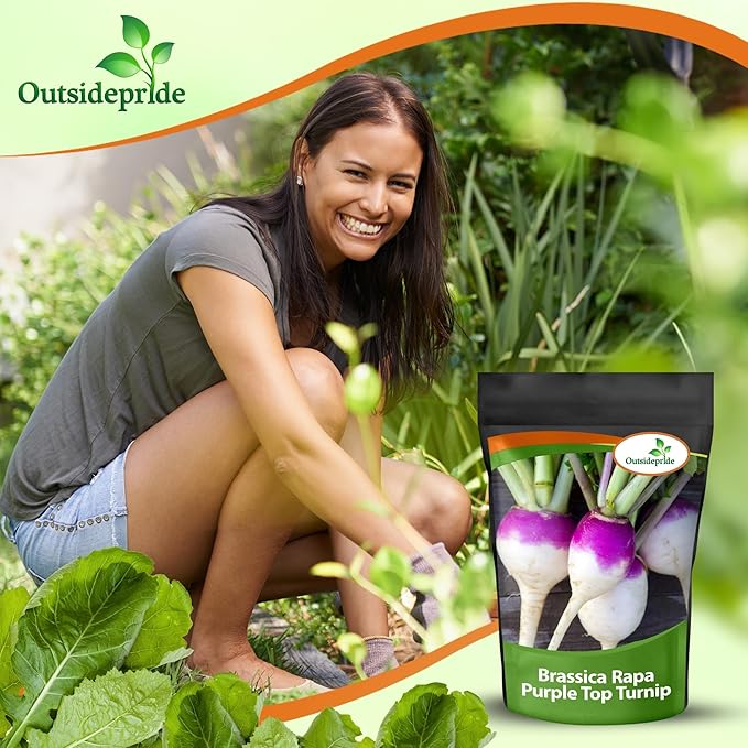 Outsidepride Purple Top Turnip Seeds - 5 Lbs High-Yield High Protein Turnip Seed Ideal Cover Crop for Forage Grazing Livestock High Energy Deer Food Plot &amp Soil Improvement