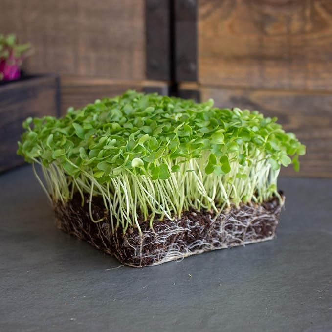 Vates Blue Scotch Curled Kale Seeds: 25 Lb - Bulk Non-GMO Seed for Growing Micro Greens Vegetable Gardening Grow Leafy Greens