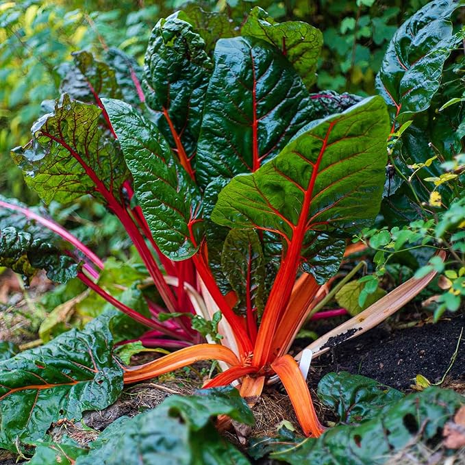 Eden Brothers Swiss Chard Seeds - Ruby Red