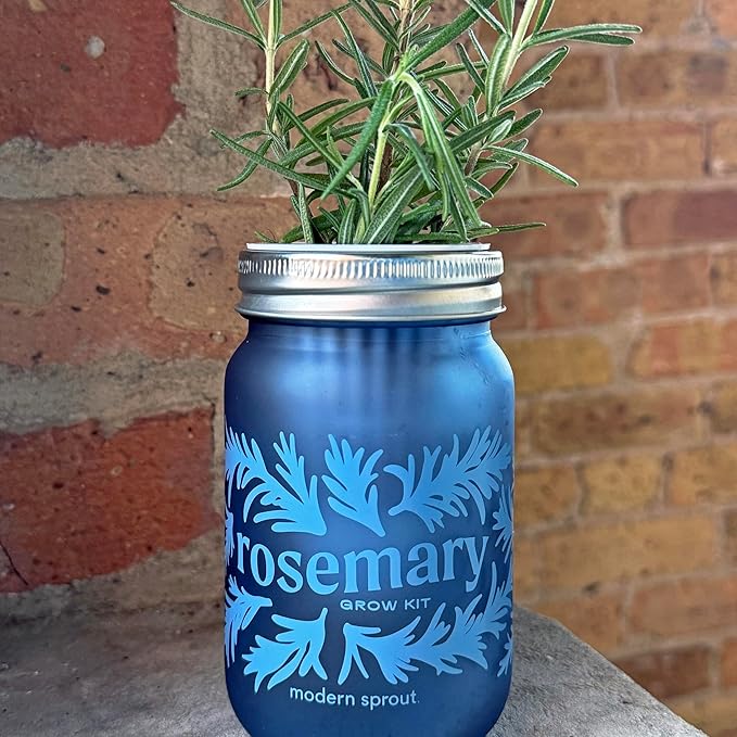 Modern Sprout Mason Garden Jar - Self-Watering Hydroponics Growing System Kit w/Organic Herb Seeds - Jar Planter for Indoor Herb Garden - Seed Starter Kit - Easter Gifting &amp Decor-Mint+Rosemary+Po