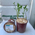 Pre-Planted Jerusalem Artichoke Pots – Easiest Way to Grow! 1 Gallon Sunchoke Pots from Greenhouse PCA | AKA: Sunchokes Sunroot or Wild Sunflower