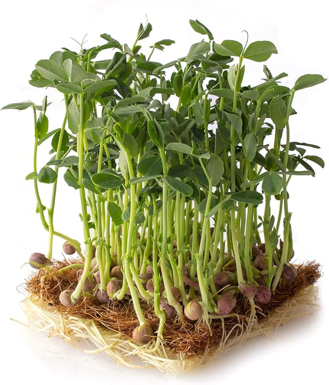 Arivka Pea Garden Seeds - 25 g Packet ~130 Seeds - Non-GMO Green Pea Seeds - Microgreens &amp Cover Crop - AKA: Arivka Field Pea
