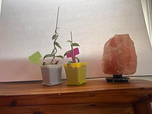 GROW24 Vanilla Orchid Starter Plant kit 4-inch Pots Plus Media Mix and Slow Release Fertilizer (2)