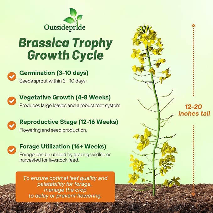 Outsidepride Trophy Forage Rape Seed - 50 Lbs Heat Cold &amp Drought-Tolerant Brassica Food Plot Seed Ideal for for Deer &amp Livestock Grazing Fall Planting Soil Improvement &amp Erosion Cont