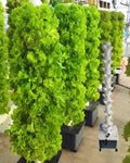 AMNOOL Hydroponic Planting 70-Hole Vertical hydroponic Tower Smart Garden hydroponics soilless Cultivation no Maintenance Required