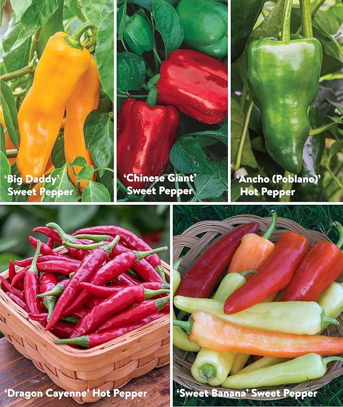 Burpee Best Collection | 10 Packets of Non-GMO Fresh Mix of Hot Pepper &amp Sweet Varieties | Jalapeno Bell Pepper Seeds &amp More Seeds for Planting