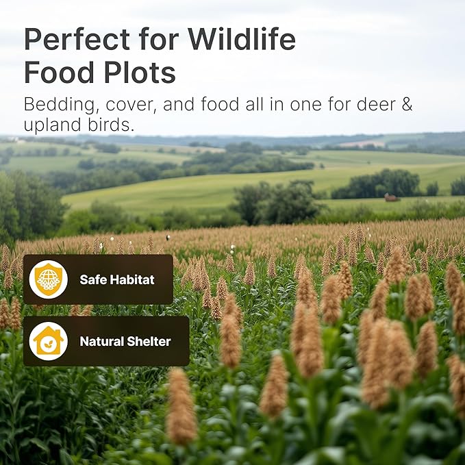 Hit List Seed® Grain Sorghum Food Plot Seeds for Deer [Annual Mix] - Deer Food Plot Seed - Sorghum Seeds for Planting - Deer Plot Seed Mix - 100% Grain Sorghum - Summer &amp Spring Planting - 5 lbs