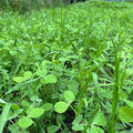 Peas Oats Vetch Garden Cover Crop Mix Seeds for Planting - 2.5 lb Jug - Improves Soil Health Weed Suppression Nitrogen Fixation Increases Biomass