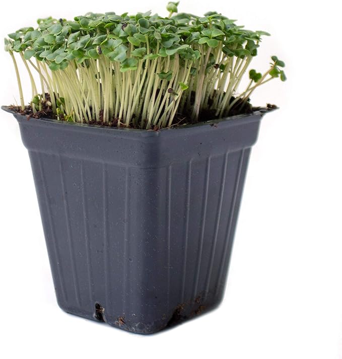 Broccoli Microgreens Seeds - 1 Lb ~16000 Seeds - High Germination Premium Seed for Growing Broccoli Micro Greens - Non-GMO