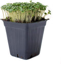 Broccoli Microgreens Seeds - 1 Lb ~16000 Seeds - High Germination Premium Seed for Growing Broccoli Micro Greens - Non-GMO