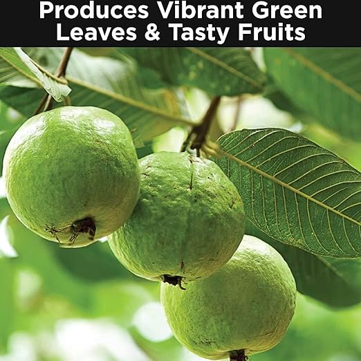 Sovata® Guava Growth Food Powerful Organic Fertilizer for Fast Growth and Heavy Fruiting of Guava Plants. (200 gm)