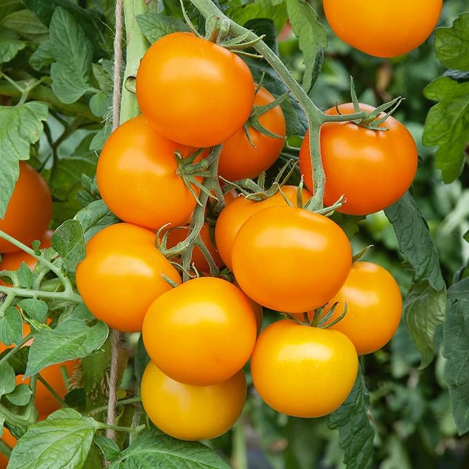 Mini Orange Tomato Seeds - 0.25 Oz ~1700 Seeds - Non-GMO Heirloom - Vegetable Garden - Solanum lycopersicum