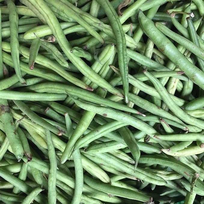 Kentucky Blue Pole Bean Seeds - 1 Lb - Non-GMO Heirloom - Green Bean Vegetable Garden Seeds - Phaseolus vulgaris