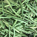Kentucky Blue Pole Bean Seeds - 1 Lb - Non-GMO Heirloom - Green Bean Vegetable Garden Seeds - Phaseolus vulgaris