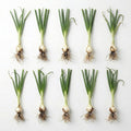 10 Egyptian Walking Onion Plants Live for Planting Outdoors 4-8 Inch Tall High Yield Fast Growing