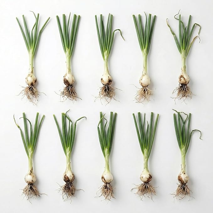 10 Egyptian Walking Onion Plants Live for Planting Outdoors 4-8 Inch Tall High Yield Fast Growing