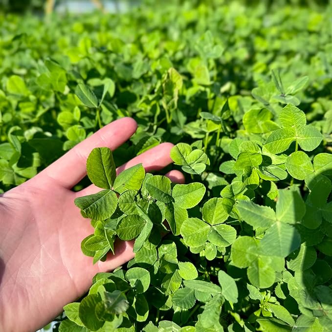 Clover Food Plot Seed for Deer and Turkeys 1/2 Acre or 3 Acre 5 Types of Clover Perennial Blend Cold Hardy Drought Tolerant Highly Palatable (1/2 Acre (3.5lbs))