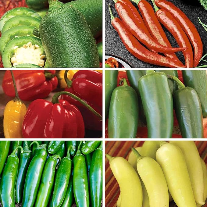 Ferry Morse Pepper Seed Variety Pack - High Germination Rate GMO Free - 6 Pack