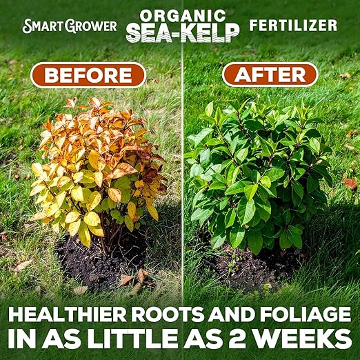 Organic Sea Kelp Fertilizer for Plants – Water-Soluble – Makes 200 Gallons – Kelp Meal Concentrate Plant Food – for Indoor Gardens Hydroponics Vegetables Houseplants - Smart Grower - 8oz Bag