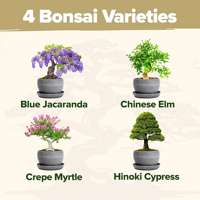 2000+ Vegetable Seeds for Planting - HOME GROWN Bonsai Tree Kit – Easy to Grow 4 Species of Bonsai