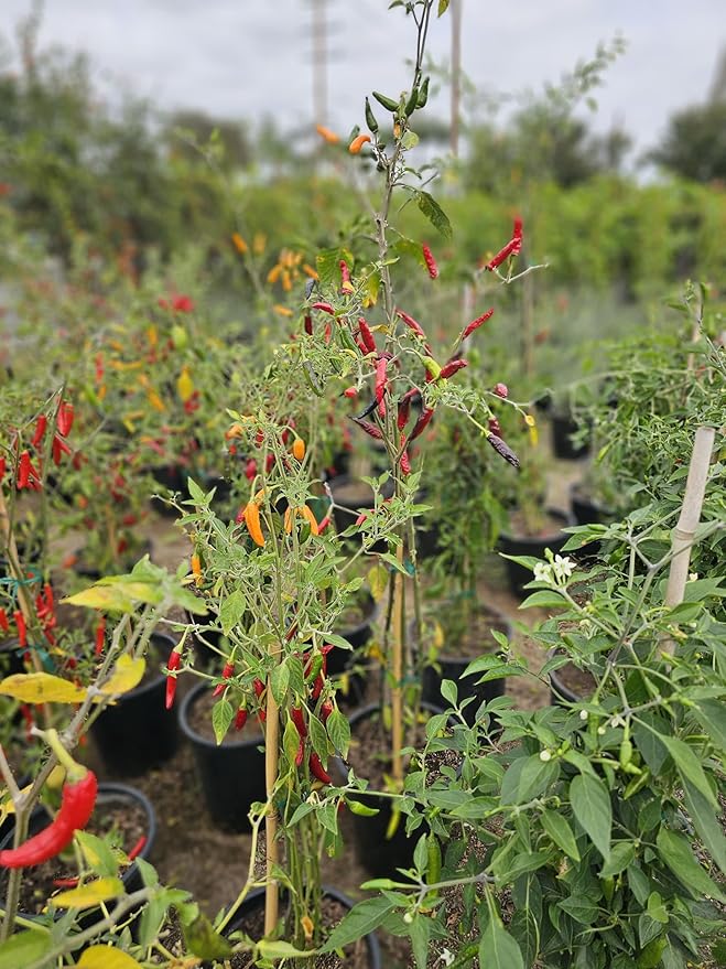 Black Cobra Pepper Live Plant Also Know as The African Chile de Arbol peper Plant Free GBFertilizer kit pakage per (Black Cobra Pepper 5 Gallon)