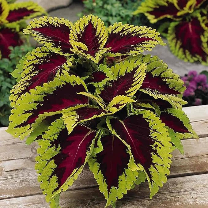 Kong Series Coleus Seeds - Rose - 100 Seeds - Ornamental &amp Decorative House &amp Garden Plant Seeds by Mountain Valley
