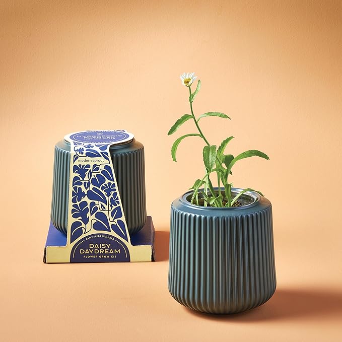 Modern Sprout Flower Grow Kit - Ceramic Planter with Indoor Hydroponics Growing System Kit Ideal for Living Room Decor - Unique Gardening Gifts - Daisy Daydream Self Watering Flower Planting Kit