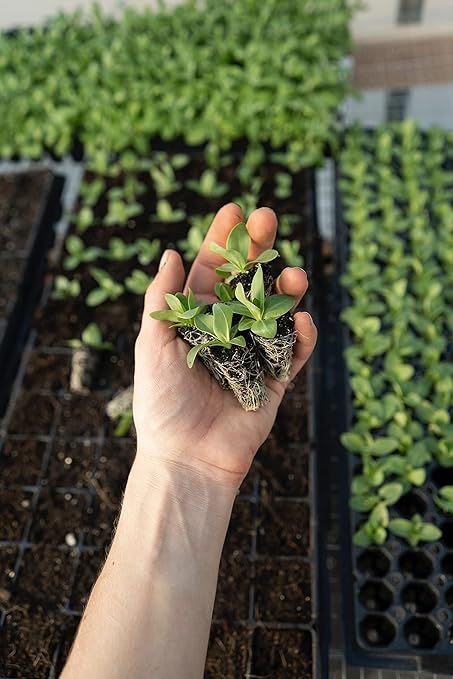 Organic Seedling Fertilizer 1 Gal CDFA Organic Registered. Plant Care Fertilizer for Vegetable Gardens Like Tomato Cucumber Beans Carrots and All Other Plants