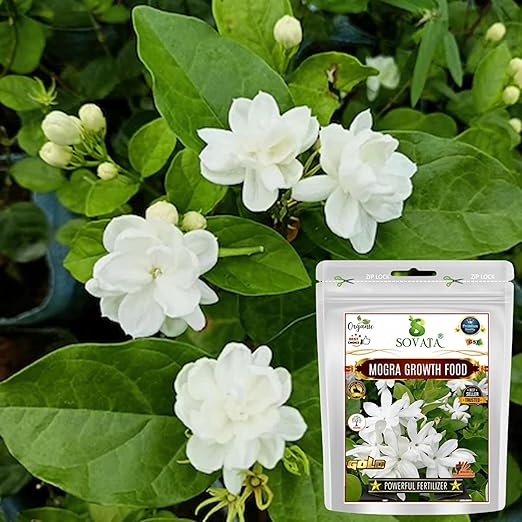 Sovata® Mogra Growth Food Powerful Organic Fertilizer for fast growth and heavy flowering of Mogra Plant. (400 gm)