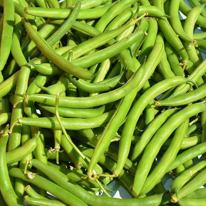 Provider Bush Bean Seed (Treated) - 25 Lb Bulk - Non-GMO Heirloom Green Snap Bean Seeds - Vegetable Garden Seeds