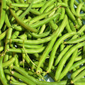 Provider Bush Bean Seed (Treated) - 25 Lb Bulk - Non-GMO Heirloom Green Snap Bean Seeds - Vegetable Garden Seeds