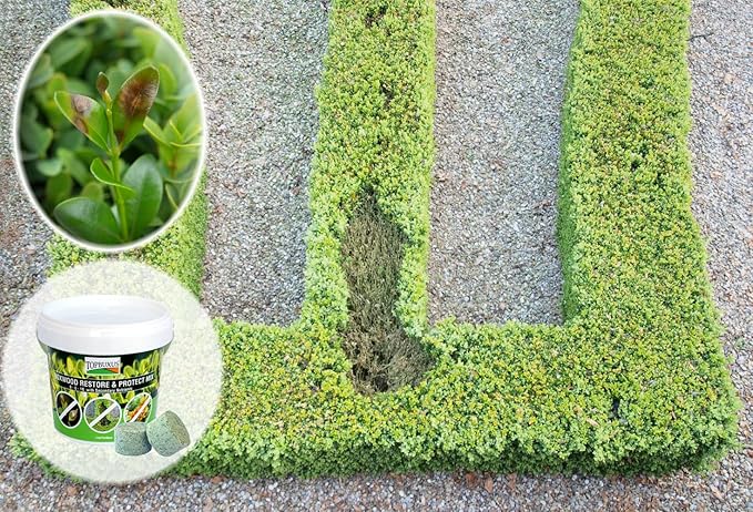 TOPBUXUS Boxwood Restore &amp Protect Mix - 10 tabs for 1000 sq. ft.