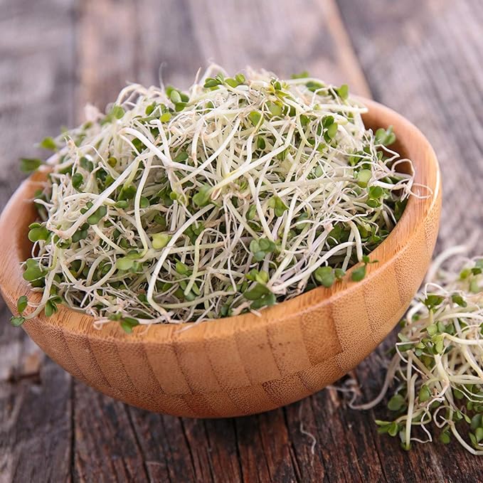 Organic Broccoli Sprouting Seeds by Handy Pantry | 2.5 Pound Resealable Bag | Bulk Non-GMO Broccoli Sprouts Seeds Contain Sulforaphane