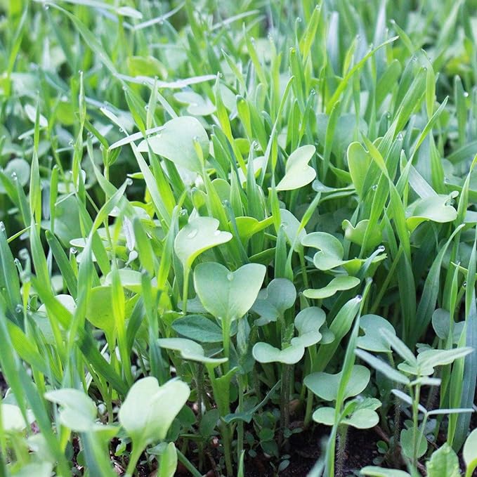 No-Till Farm and Garden Cover Crop Mix Seeds - 25 Lbs Bulk - Blend of Gardening Cover Crop Seeds: Hairy Vetch Daikon Radish Forage Collards Triticale More