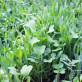 No-Till Farm and Garden Cover Crop Mix Seeds - 25 Lbs Bulk - Blend of Gardening Cover Crop Seeds: Hairy Vetch Daikon Radish Forage Collards Triticale More