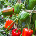 Big Bertha Hybrid Sweet Pepper Garden Seeds - 100 Seeds - Non-GMO Vegetable Gardening Seed