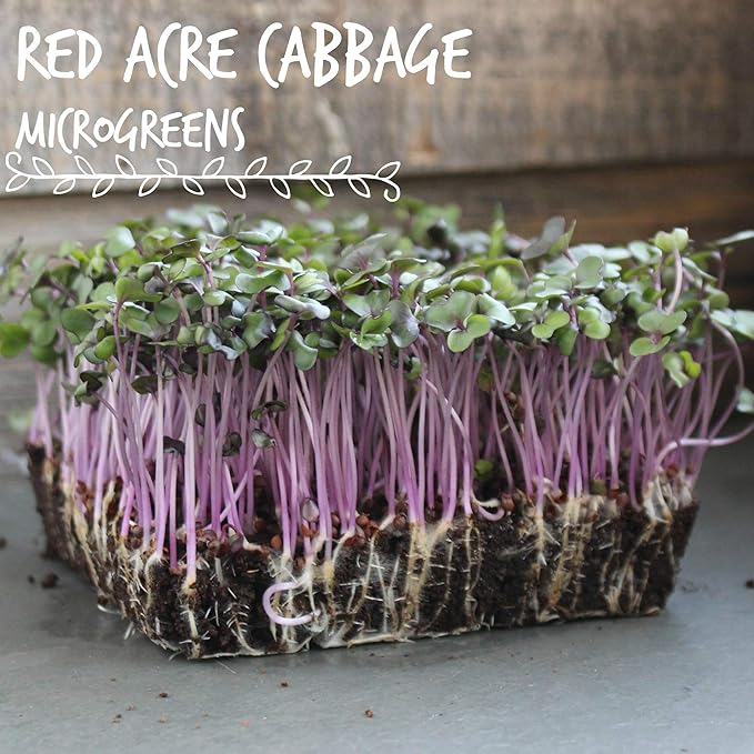 Red Acre Cabbage Microgreens &amp Sprouting Seeds – 1 Lb – Non-GMO Chemical-Free – High-Germination Seeds for Nutritious Microgreens Sprouts Hydroponic Growing and Indoor Gardening