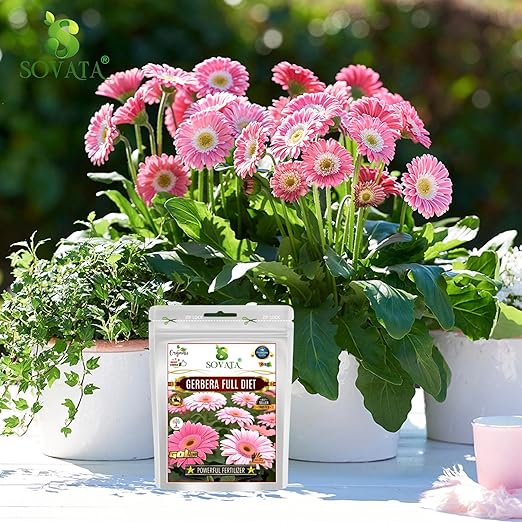 Sovata® Gerbera Full Diet Powerful Organic Fertilizer for heavy flowering and fast growth of Gerbera Plants. (400 gm)